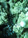 cobra de mer - Laticauda laticaudata 2